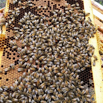 Still beekeeping after all