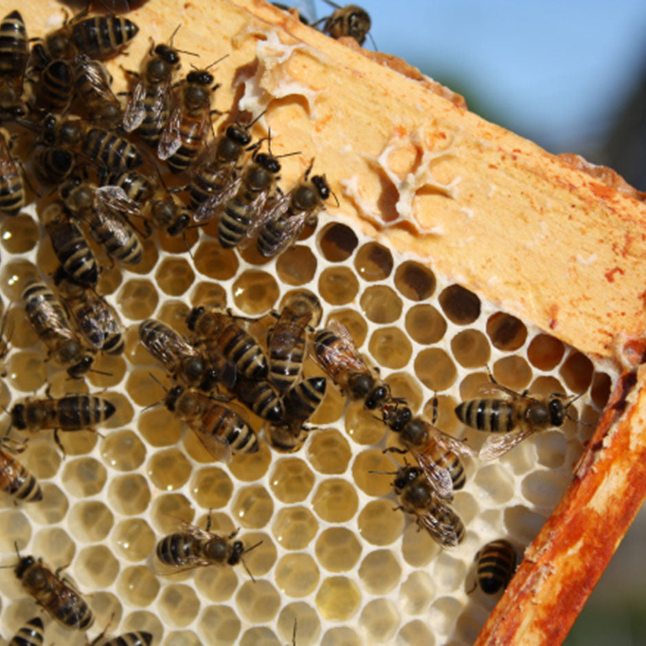 Flow is on – eastvanbees