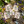 Bee Blend Wildflower seed pack w/pin -FREE SHIPPING