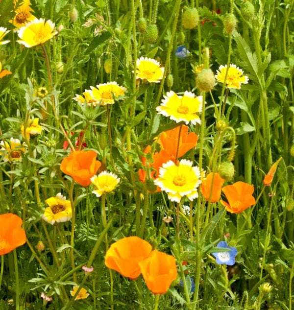 Bee Blend Wildflower seed pack w/pin -FREE SHIPPING